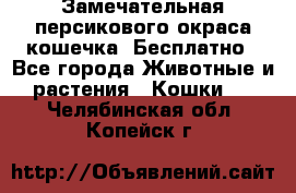Замечательная персикового окраса кошечка. Бесплатно - Все города Животные и растения » Кошки   . Челябинская обл.,Копейск г.